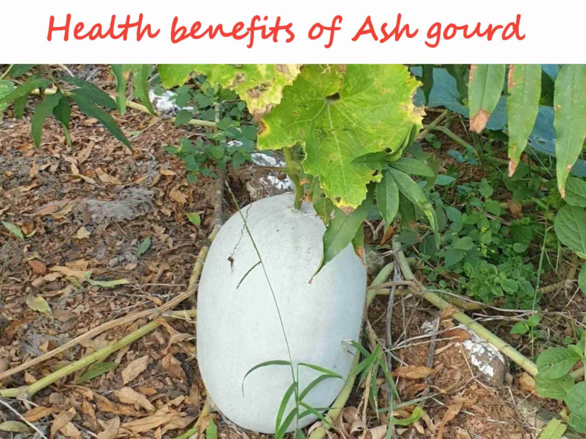 ash-gourd-in-telugu-telugusitara