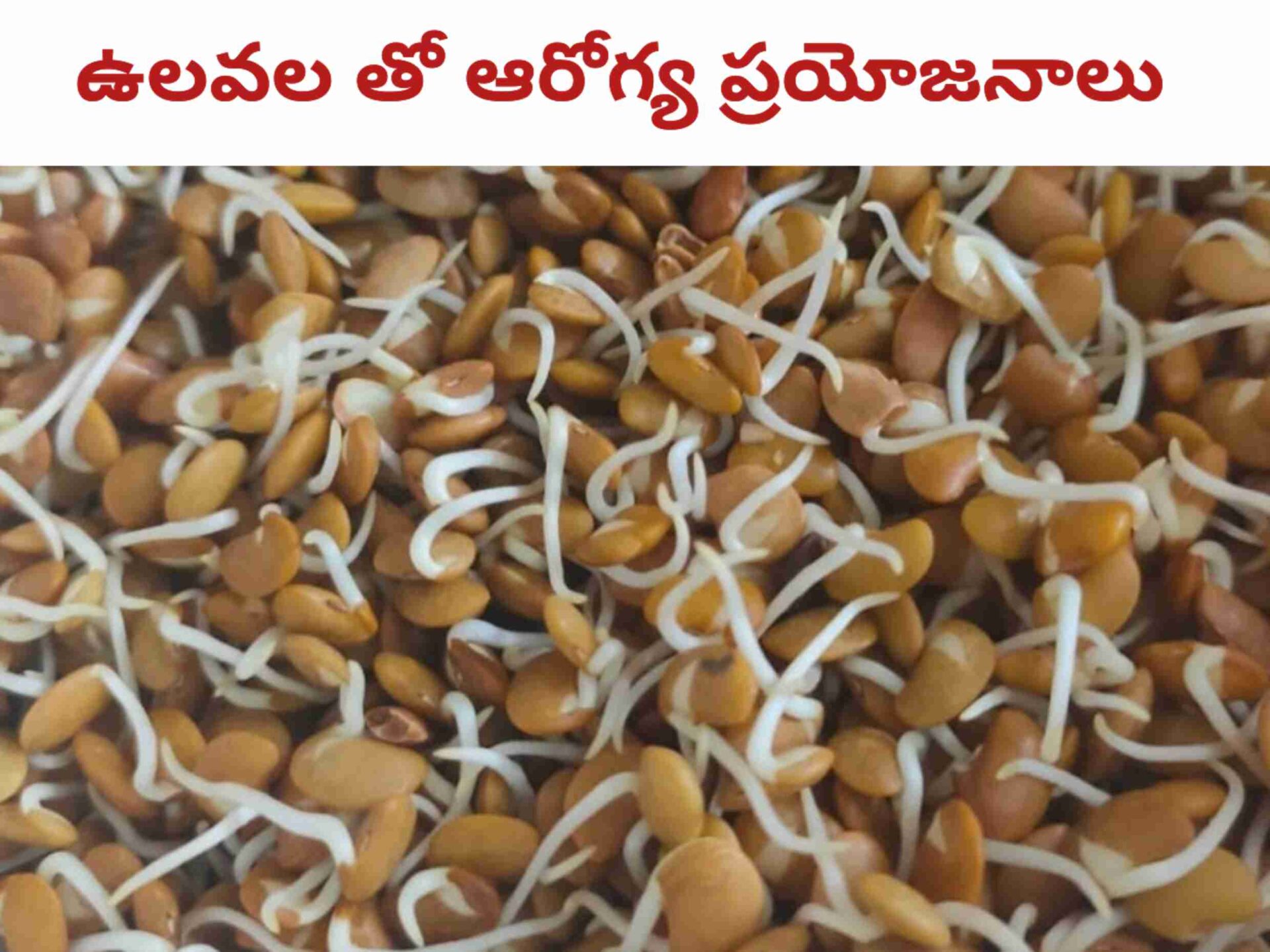 horse-gram-in-telugu-telugusitara