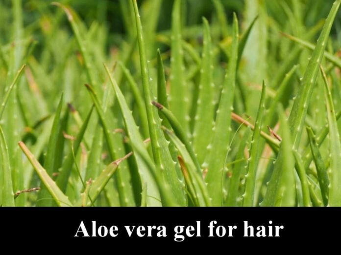 aloe vera gel for hair